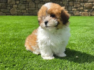Shih Tzu male