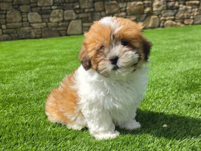 Shih Tzu male