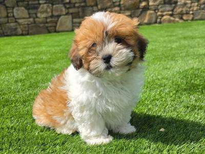 Male Shih Tzu puppy in Limerick
