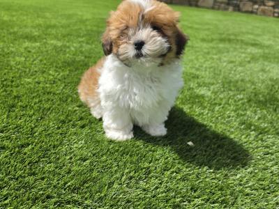 Shih Tzu male