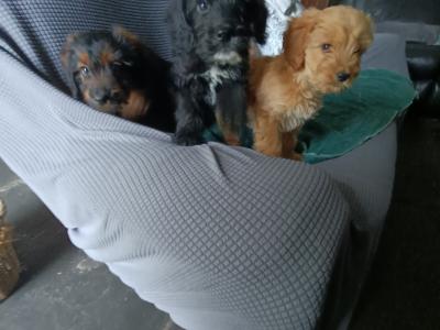 Poodle x puppies