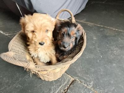 Poodle x puppies