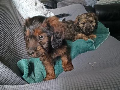 Poodle x puppies