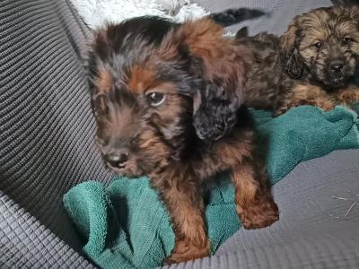 Poodle X puppies in Kilkenny