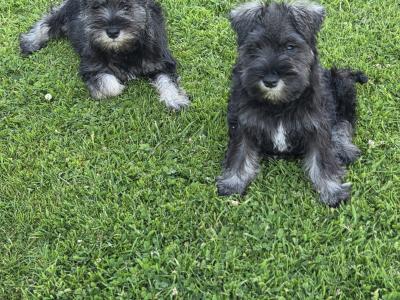 Miniature Schnauzer puppies in Wexford