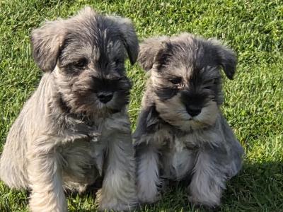 Miniature Schnauzer puppies in Wexford