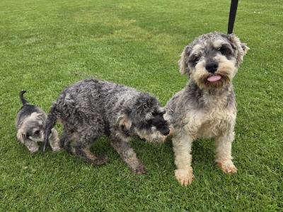 Miniature Schnauzer puppies in Wexford