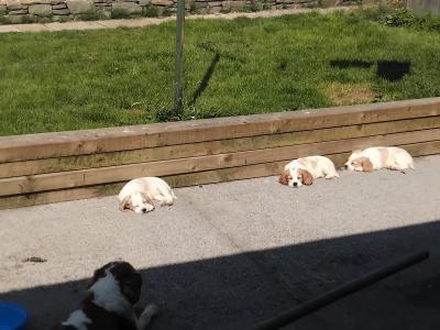 Adorable Charles x Cocker Spaniel  puppies in Limerick