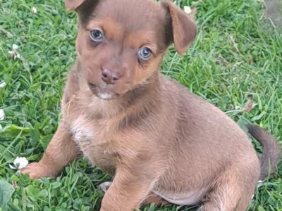 Rare Coloured Jack Russell's puppies