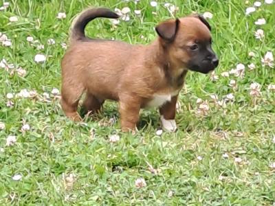 Rare Coloured Jack Russell's puppies