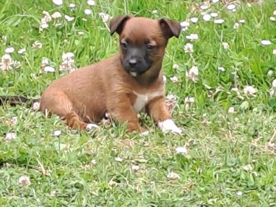 Rare Coloured Jack Russell's puppies