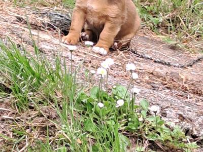Rare Coloured Jack Russell's puppies