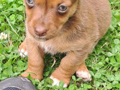 Rare Coloured Jack Russell's puppies