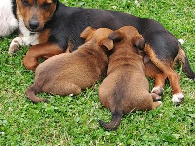Rare Coloured Jack Russell's puppies