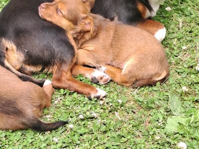 Rare Coloured Jack Russell's puppies