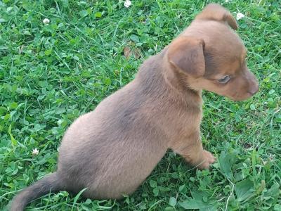 Rare Coloured Jack Russell's puppies