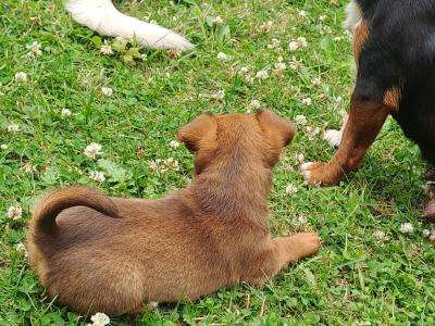 Rare Coloured Jack Russell's puppies