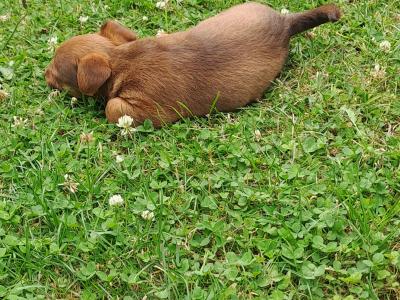 Rare Coloured Jack Russell's puppies