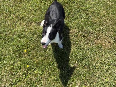 Sheepdog puppy female for sale in Wicklow