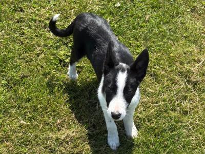 Sheepdog puppy female for sale in Wicklow
