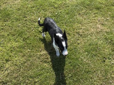 Sheepdog puppy female for sale in Wicklow