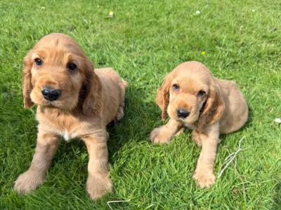 Cocker Spaniel Pups