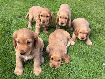 Cocker Spaniel Pups