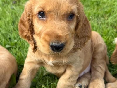 Cocker Spaniel Pups
