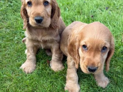 Cocker Spaniel Pups