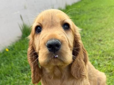 Cocker Spaniel Pups