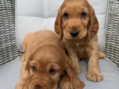 Cocker Spaniel Pups