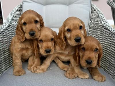 Cocker Spaniel Pups