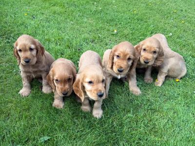 Cocker Spaniel Pups