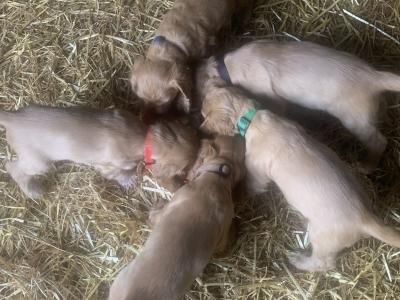 Cocker Spaniel puppies in Kilkenny €600