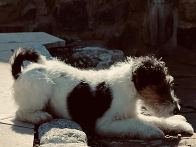 IKC Registered Pedigree Fox Terrier puppies in Kilkenny