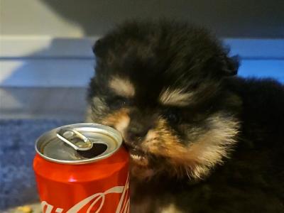Miniature Tea Cup Pomeranian puppies from Russian Lines - in Limerick