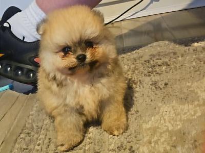 Miniature Tea Cup Pomeranian puppies from Russian Lines - in Limerick