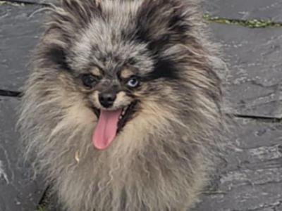 Miniature Tea Cup Pomeranian puppies from Russian Lines - in Limerick