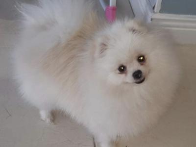 Miniature Tea Cup Pomeranian puppies from Russian Lines - in Limerick