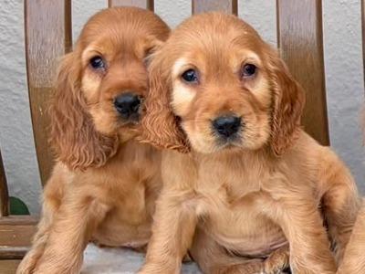 IKC Registered Cocker Spaniel puppies in Laois
