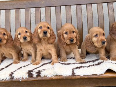 IKC Registered Cocker Spaniel puppies in Laois