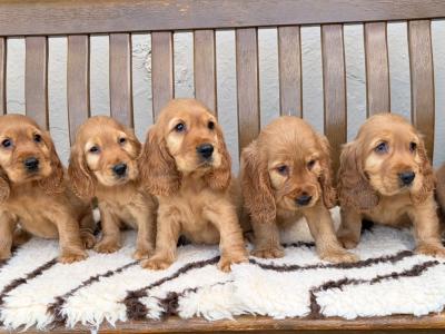 IKC Registered Cocker Spaniel puppies in Laois