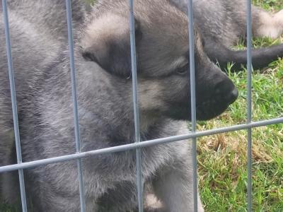 IKC Registered Eastern European Shepherd puppies for sale in Meath