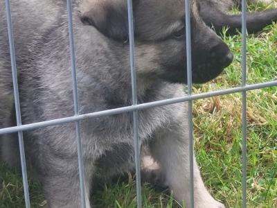 Eastern European Shepherd puppies for sale in Meath
