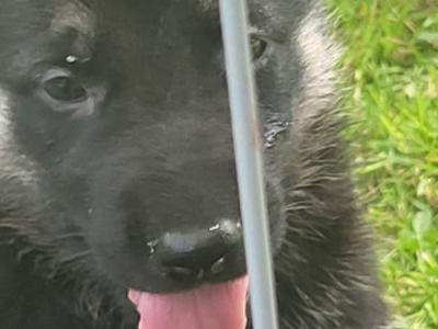 Eastern European Shepherd puppies for sale in Meath