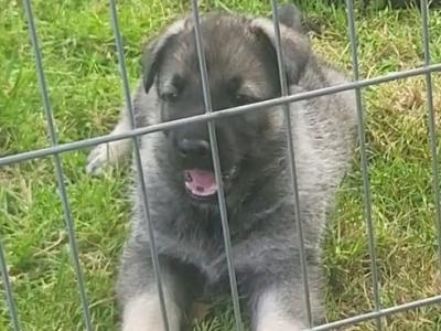 Eastern European Shepherd puppies for sale in Meath