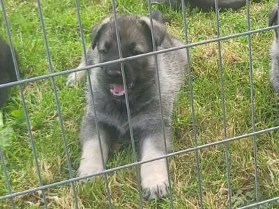 IKC Registered Eastern European Shepherd puppies for sale in Meath
