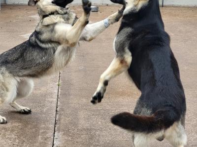 Eastern European Shepherd puppies for sale in Meath