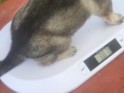 Eastern European Shepherd puppies for sale in Meath