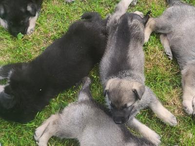 Eastern European Shepherd puppies for sale in Meath